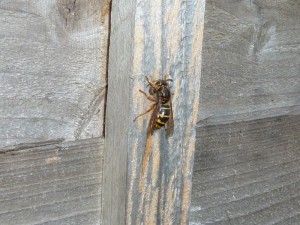 Median wasp rasping wood for nest building
