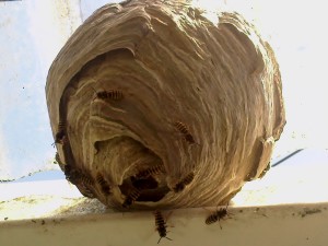 Structured nest of the Common wasp - www.waspcontrolhertfordshire.com