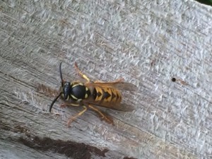 German wasp rasping wood for nest building - www.waspcontrolhertfordshire.com