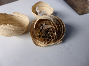 Nursary wasp nest - interior