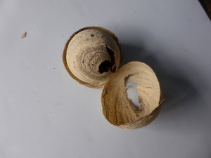 Nursary wasp nest - 2